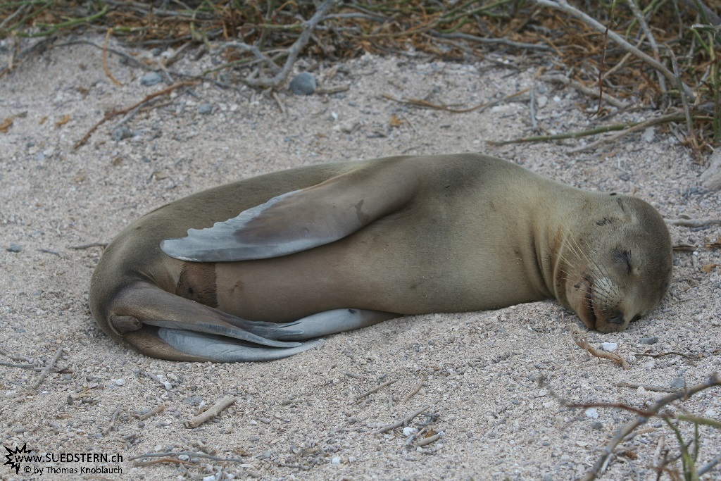 Sea Lion - Galapagos Seagull - Galapagos 2010 -IMG 7647
